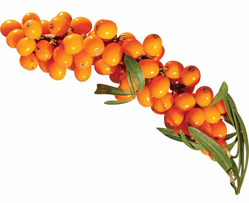 Frozen Sea Buckthorn